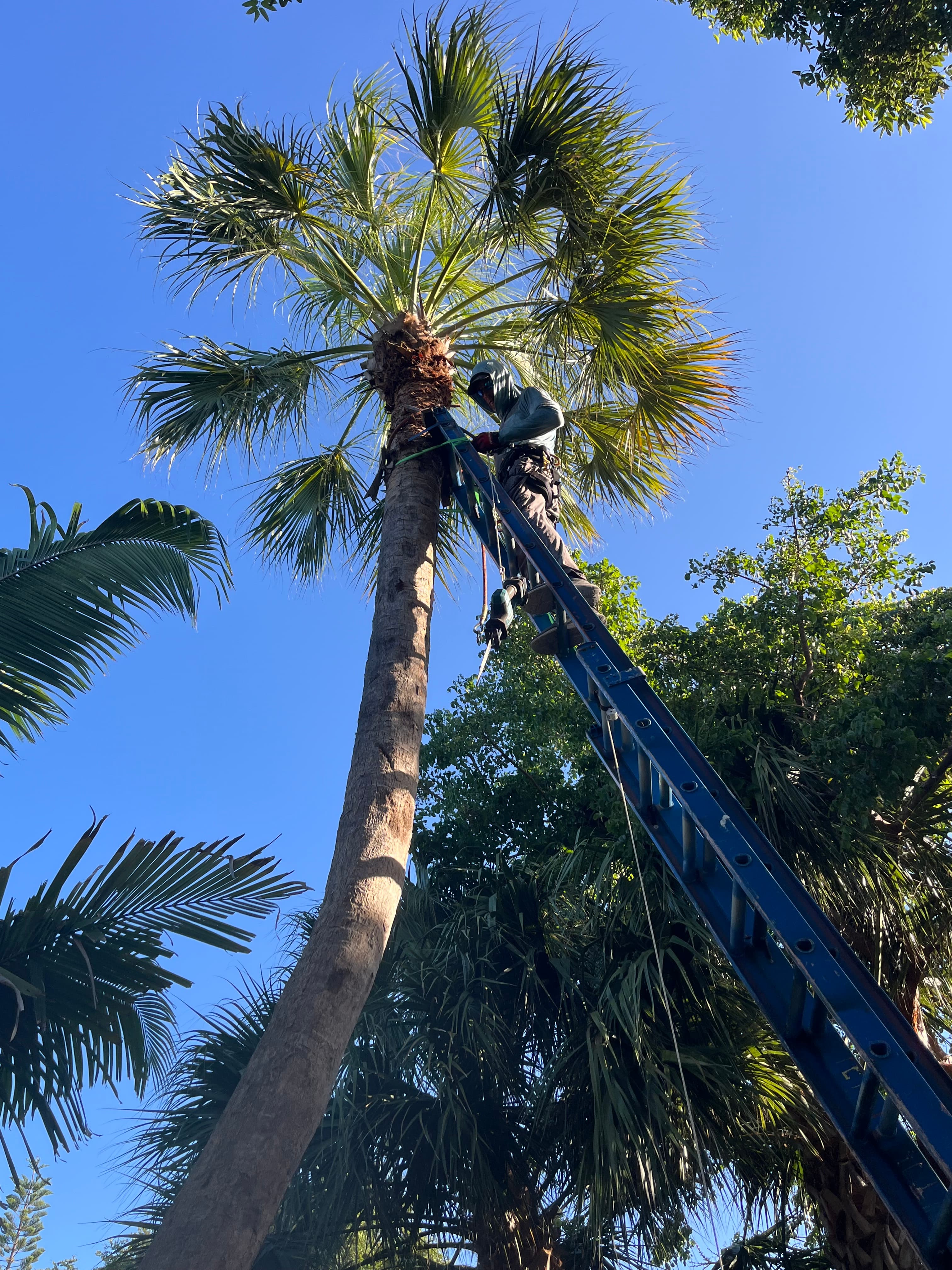 Sable Palm Trimming-Big Pine Key